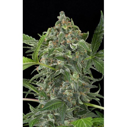 White Cheese Autoflowering